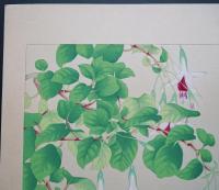 土屋楽山 木版画 洋草花譜 『Fuchsia(フクシヤ)』