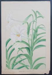 土屋楽山 木版画 洋草花譜 『Bermuda Lily(バームダリリー)』