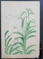 土屋楽山 木版画 洋草花譜 『Bermuda Lily(バームダリリー)』