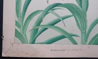 土屋楽山 木版画 洋草花譜 『Bermuda Lily(バームダリリー)』