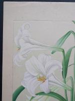 土屋楽山 木版画 洋草花譜 『Bermuda Lily(バームダリリー)』