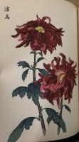 契花百菊