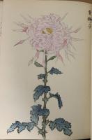 契花百菊
