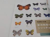 昆虫のすごい世界 (別冊太陽 日本のこころ)