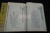 救荒本草2巻 嘉靖四年（1525）刊本を底本 約江戸中期写本 上巻2冊不揃 本草図大量