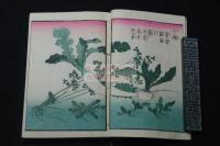 草花絵手本 幕末多色木板摺 版画本 一冊揃