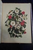 1819 Monograph of the Genus Camellia by Clara Maria Pope / CAMELLIA 
JAPONICA / THE JAPAN ROSE 日本のバラ 1819年原版 約1960-1970年完全複製 一冊 極大判一冊揃  彩図五枚入