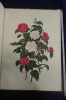 1819 Monograph of the Genus Camellia by Clara Maria Pope / CAMELLIA 
JAPONICA / THE JAPAN ROSE 日本のバラ 1819年原版 約1960-1970年完全複製 一冊 極大判一冊揃  彩図五枚入