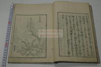 春の七くさ　春之七草 寛政12年刊本 木板摺原裝一冊揃 草花図入 