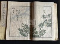 詩經品物圖彙 （日）大口時善 輯 幕末（天保前後）肉筆極彩写本 未刊稿本  三冊揃 本草學 博物學  大口金谷は別に関西大学図書館所蔵の「爾雅釈草図」を編纂