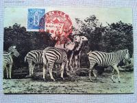 【絵葉書】万国婦人子供博覧会　絵葉書　3枚 袋付
1933年03月17日（昭和8年）～1933年05月10日（昭和8年） 開催地：東京都 会場：上野公園(竹の台、不忍池畔)