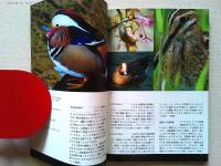 デジスコで野鳥撮影が楽しめる本　　BIRDER6月号別冊