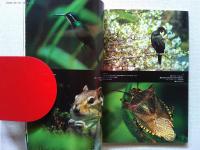 デジスコで野鳥撮影が楽しめる本　　BIRDER6月号別冊