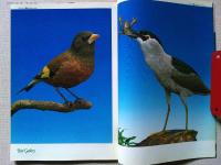 【雑誌】　　野鳥　1991年11月号　　特集　鉄道と鳥
全国探鳥路線BEST10/日比彰