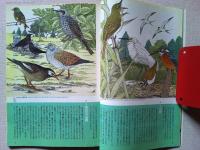【雑誌】　　野鳥　1992年5月号　　特集　初夏の鳥を見よう