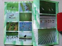 【雑誌】　　野鳥　1992年6月号　　特集　田んぼと鳥