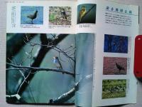 【雑誌】　　野鳥　1986年4月号　　特集　絶滅とはなにか