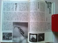 【雑誌】　　野鳥　1989年9月号　　特集　カワセミ
