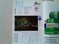 【雑誌】　　野鳥　1990年6月号　　特集　梅雨とバードウォッチング