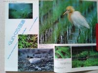 【雑誌】　　野鳥　1990年6月号　　特集　梅雨とバードウォッチング