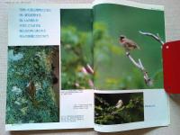 【雑誌】　　野鳥　1990年7月号　　特集　夏山と鳥