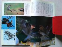 【雑誌】　　野鳥　1994年3月号　　特集　レンジャク類