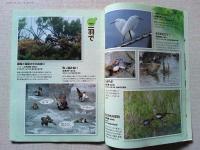 【雑誌】　　野鳥　2006年6月号　　特集　わたしのとっておき　夏の巻
全員投稿大特集　エッセイ/坂本龍一　サバンナの雲の下で