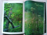 【雑誌】　　野鳥　1996年8月号　　特集　月のリズムと自然