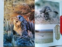 【雑誌】　　野鳥　1989年11月号　　特集　鳥の本棚
