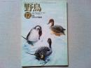 【雑誌】　　野鳥　1989年12月号　　特集　カモの行動学