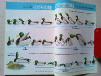 【雑誌】　　野鳥　1989年12月号　　特集　カモの行動学