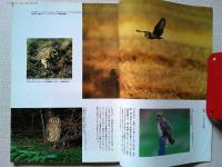 【雑誌】　　野鳥　1988年2月号　　特集　フクロウの仲間
