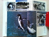 【雑誌】　　野鳥　1987年10月号　　特集　鳥の声