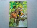 【雑誌】　　野鳥　1990年4月号　　特集　鳥たちの結婚