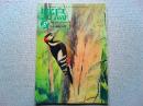 【雑誌】　野鳥　　　1992年8月号　　特集　野鳥クイズ