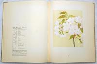 桜　SAKURA　Flowering Cherries of Japan