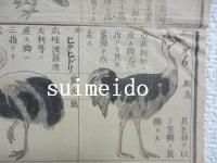 鳥類一覧表　（仮題）