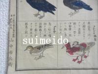 鳥類一覧表　（仮題）