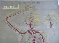 動脈一覧図
