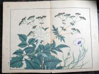 四季の花　秋之部　参