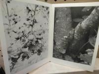 (英)swellings :temporary travelling press publication4