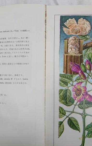 原色中国本草図鑑1〜8 8冊セット （索引欠）( 原色中国本草図鑑編集 