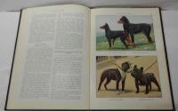 THE BOOK OF DOGS 犬の本