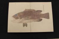 5　5　南海魚譜　江戸後期頃写　目録2面　彩色図　56通　紙本着色　折帖仕立　2帖　帙入