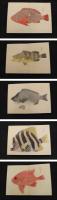 5　5　南海魚譜　江戸後期頃写　目録2面　彩色図　56通　紙本着色　折帖仕立　2帖　帙入