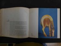 ６　2  FABLES IN IVORY　Japanese Netsuke and Their Legende　by　Adrienne　Barbanson　英文
