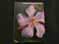 ８　小野由美写真集　HINANO