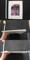 7　PHOTO SALON 中村正也作品集　昼下がりの視線