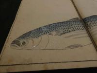 ６　８　魚貝略画式　鍬形蕙斎（北尾政美）文化１０年　全1冊　帙入　