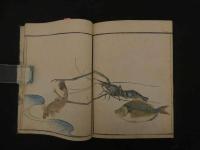 ６　８　魚貝略画式　鍬形蕙斎（北尾政美）文化１０年　全1冊　帙入　
